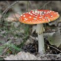 DSC_0003 copie